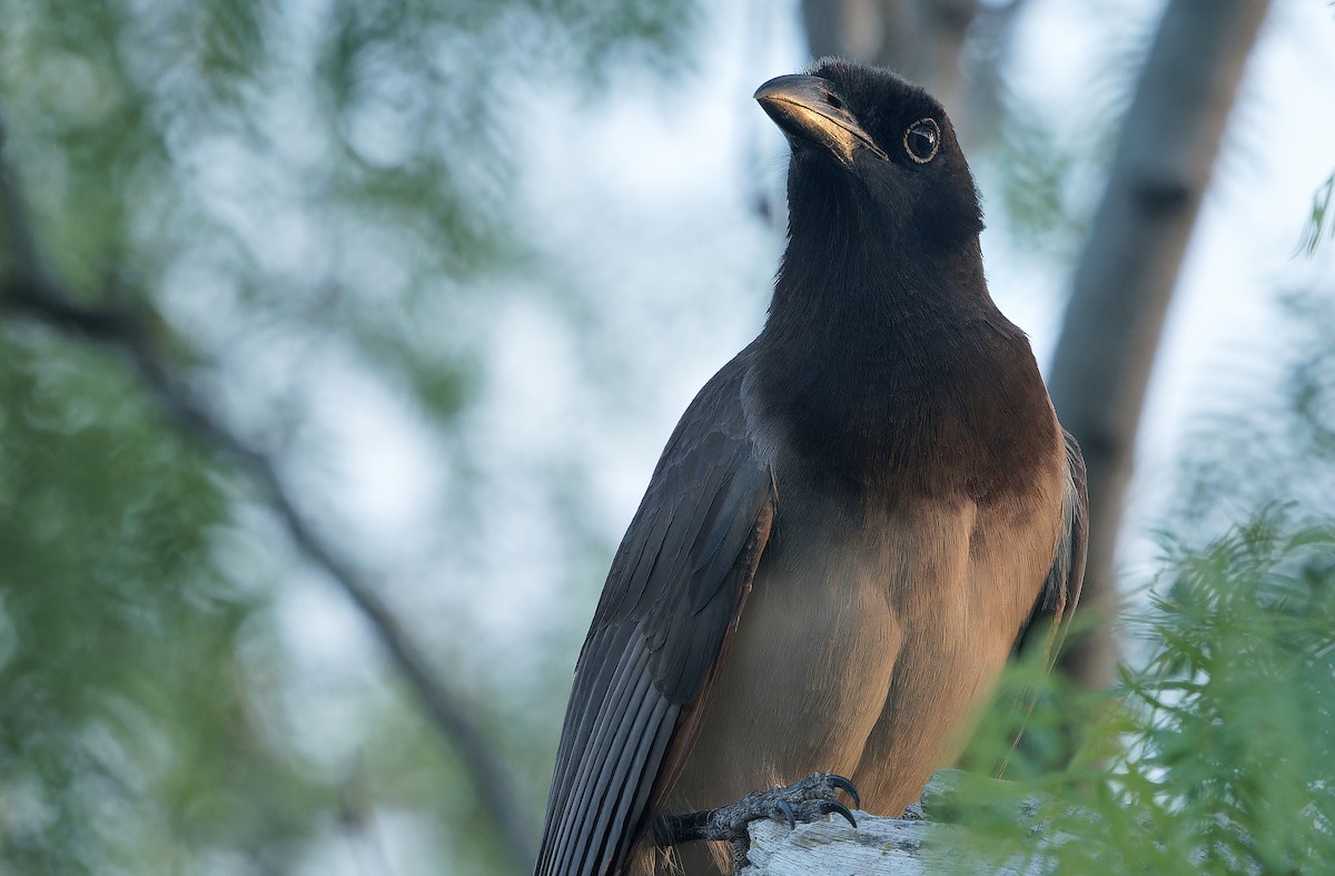 Brown Jay - ML637181305