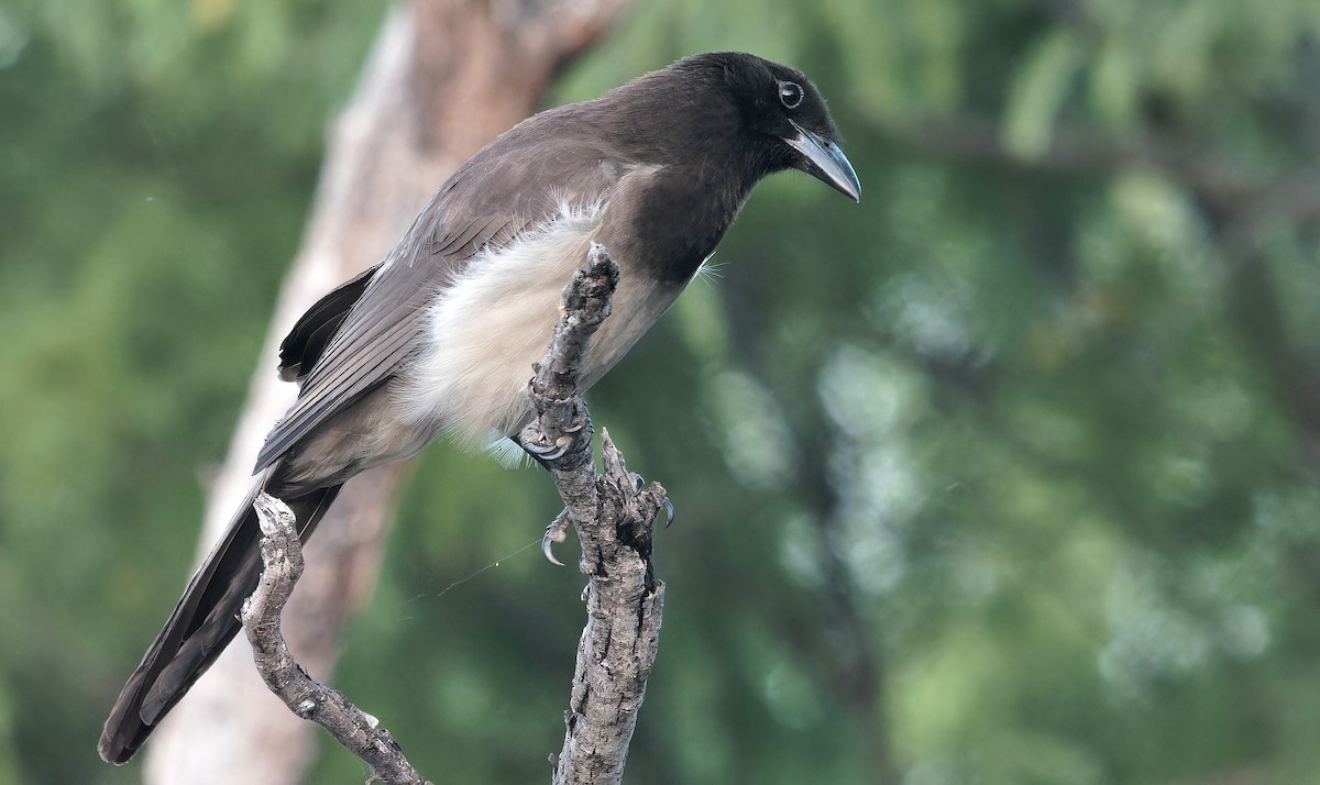 Brown Jay - ML637181306
