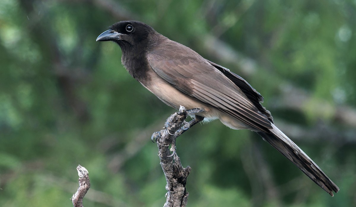 Brown Jay - ML637181307