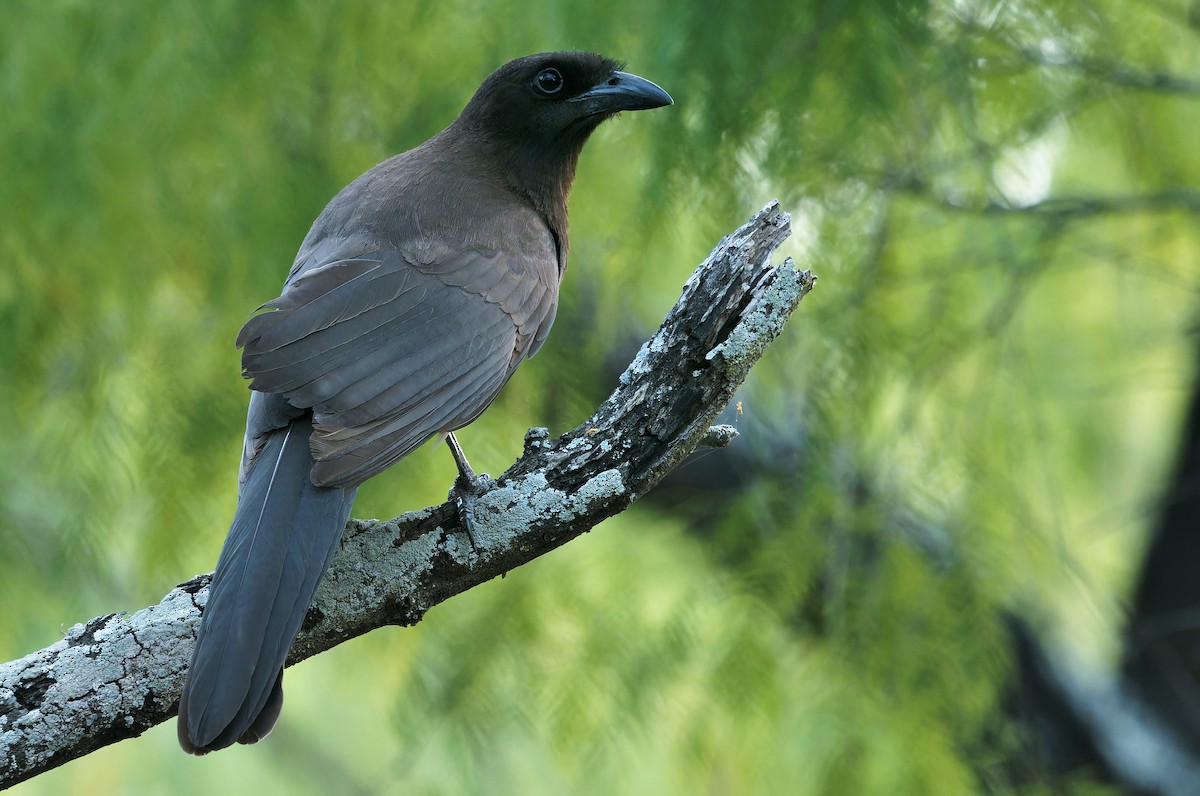 Brown Jay - ML637181309