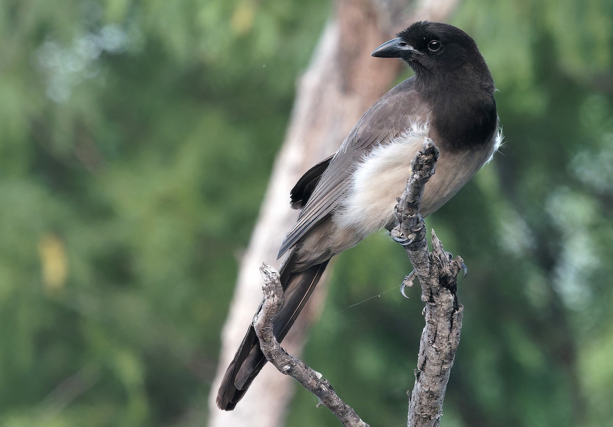 Brown Jay - ML637181310