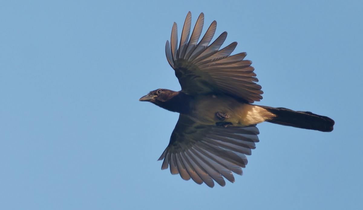 Brown Jay - ML637181311