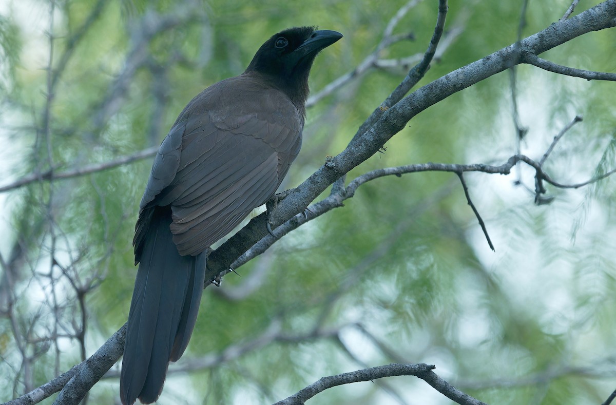 Brown Jay - ML637181313