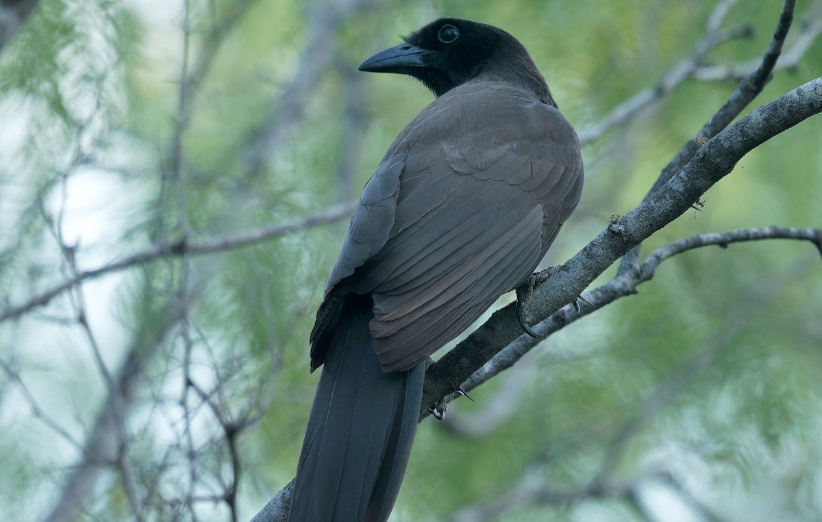 Brown Jay - ML637181314