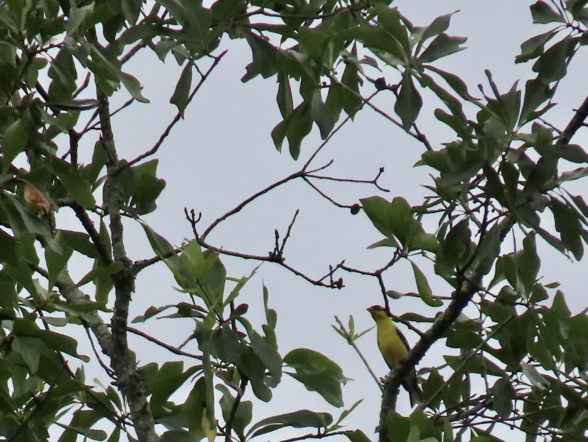 American Goldfinch - ML637181331