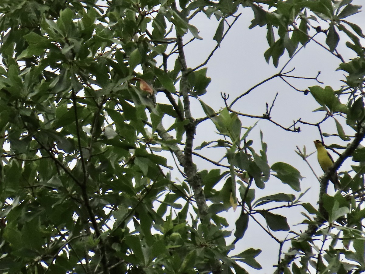 American Goldfinch - ML637181332