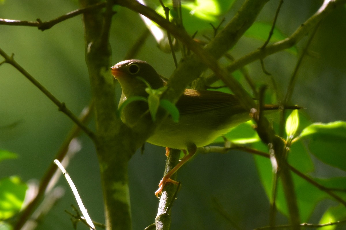 Connecticut Warbler - ML637181369