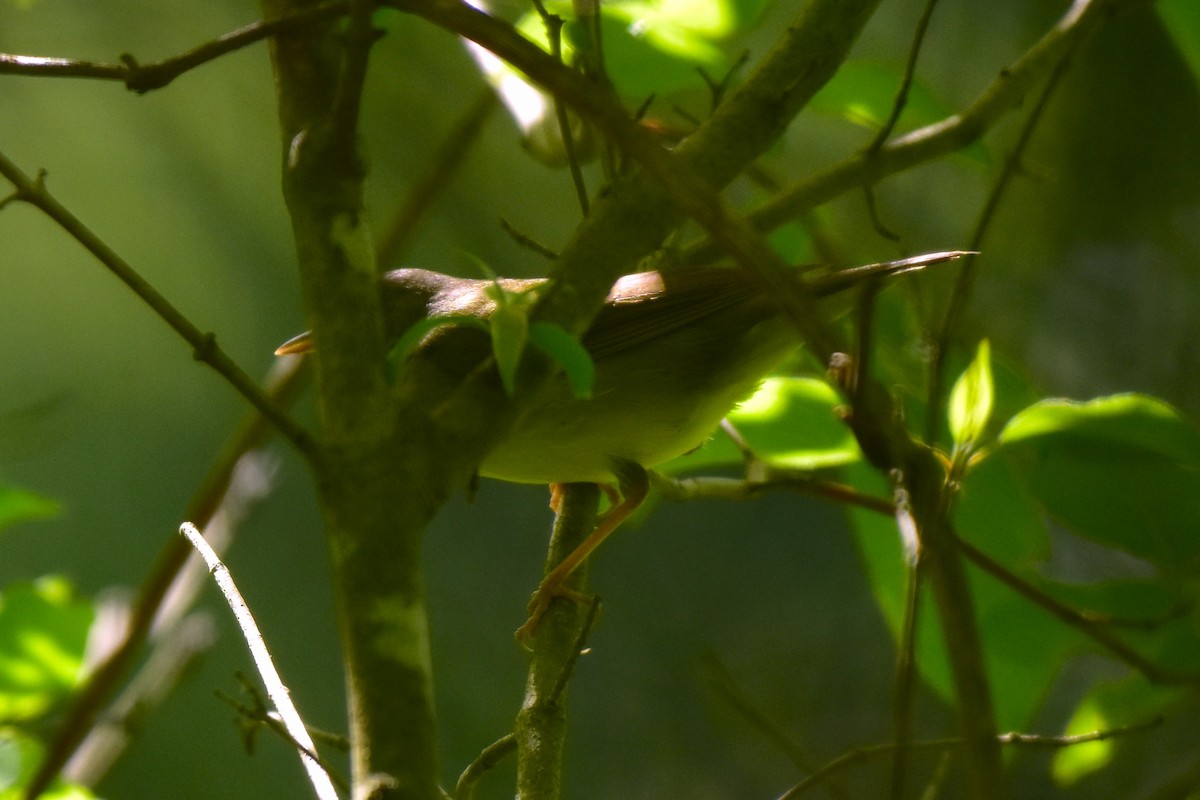 Connecticut Warbler - ML637181370