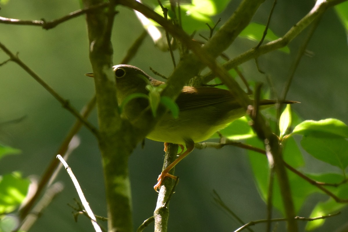 Connecticut Warbler - ML637181371
