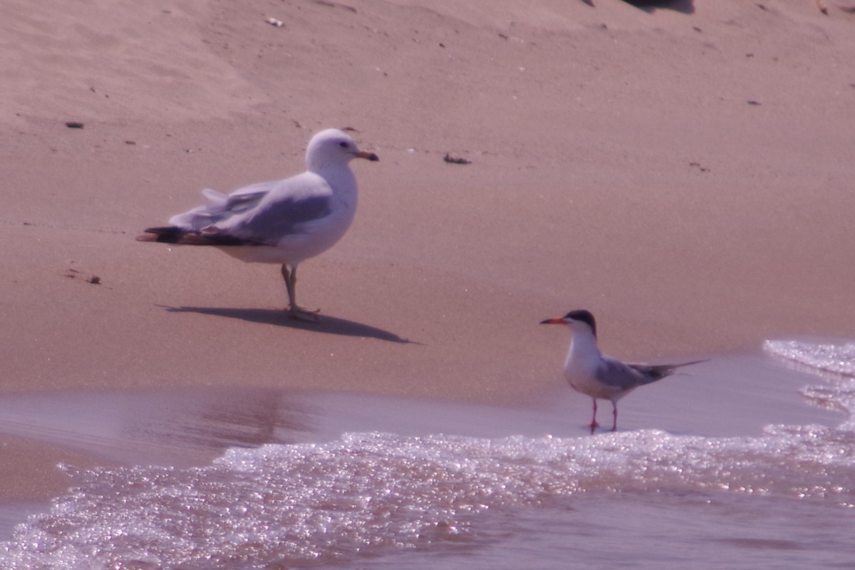 Forster's Tern - ML637181411