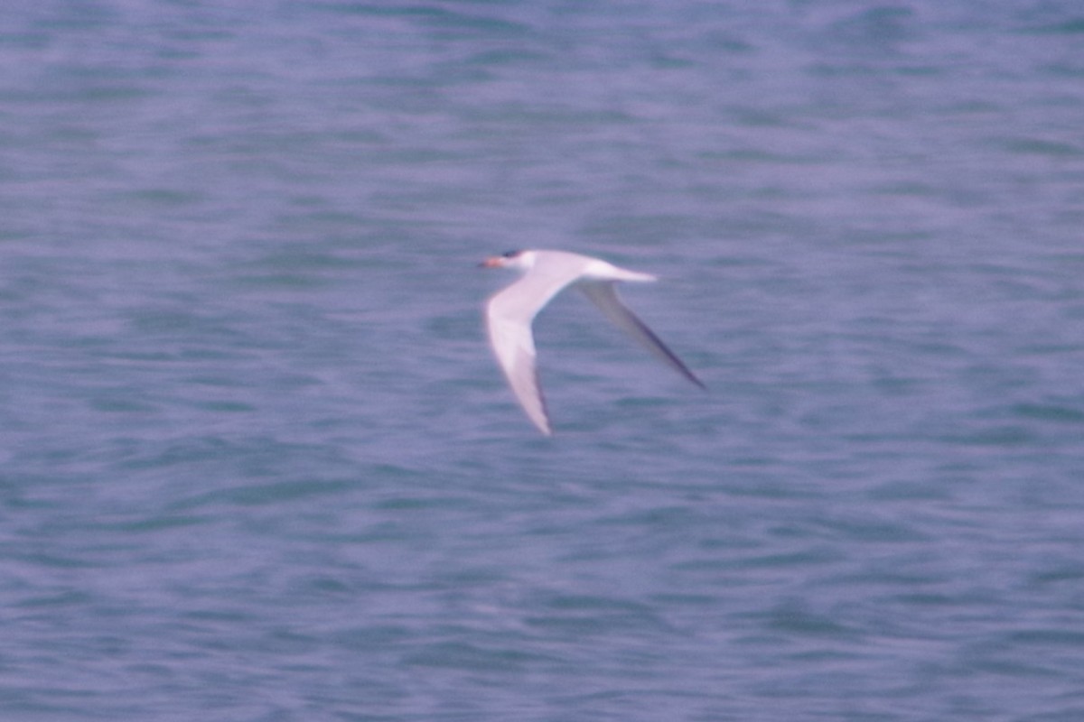 Forster's Tern - ML637181412