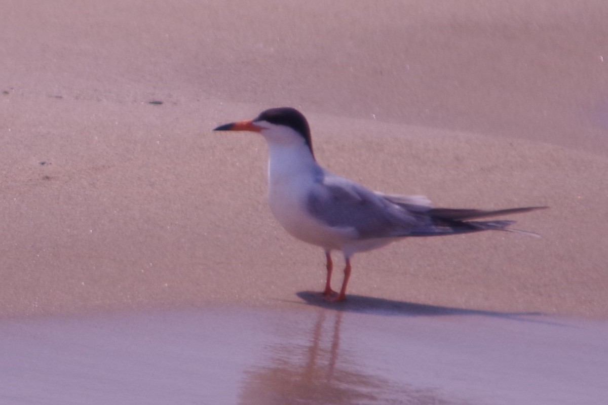 Forster's Tern - ML637181413