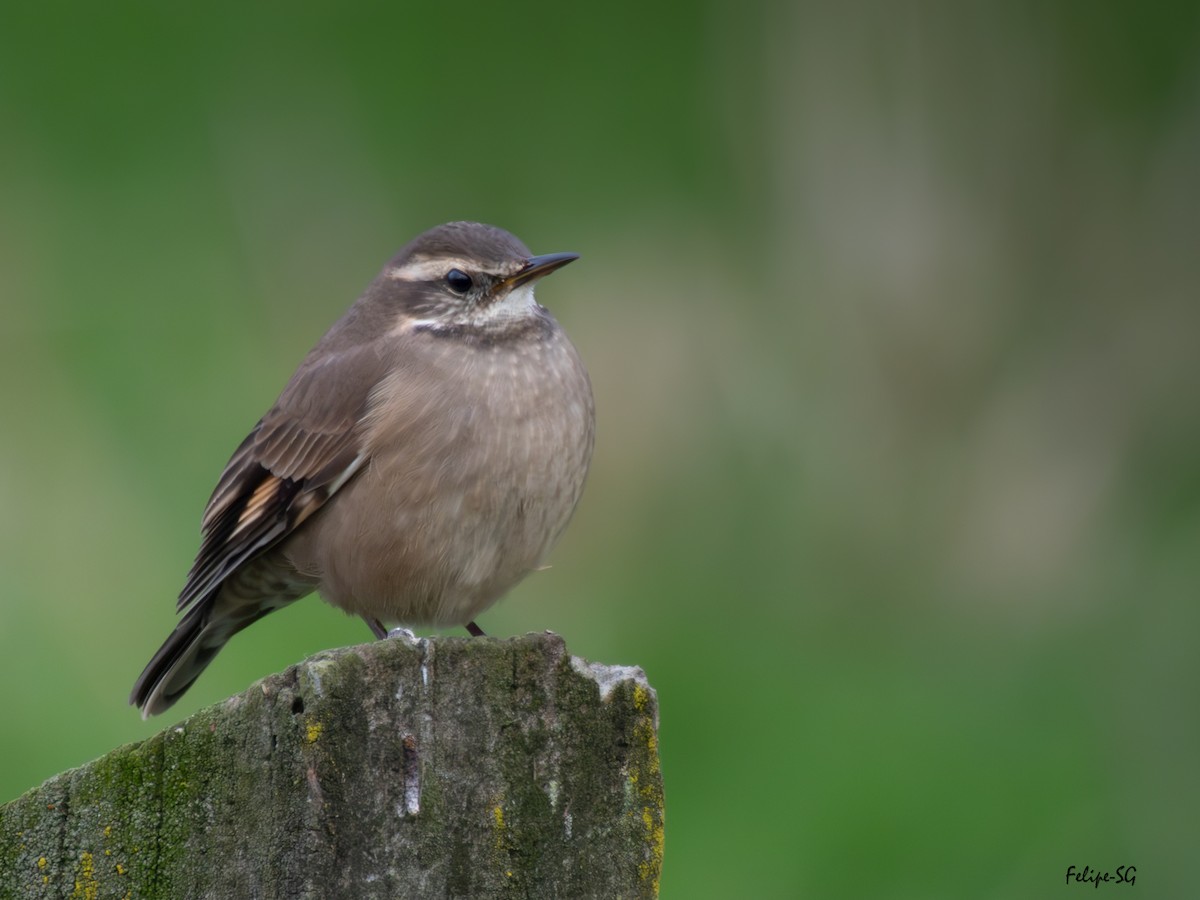 Buff-winged Cinclodes - ML637181415