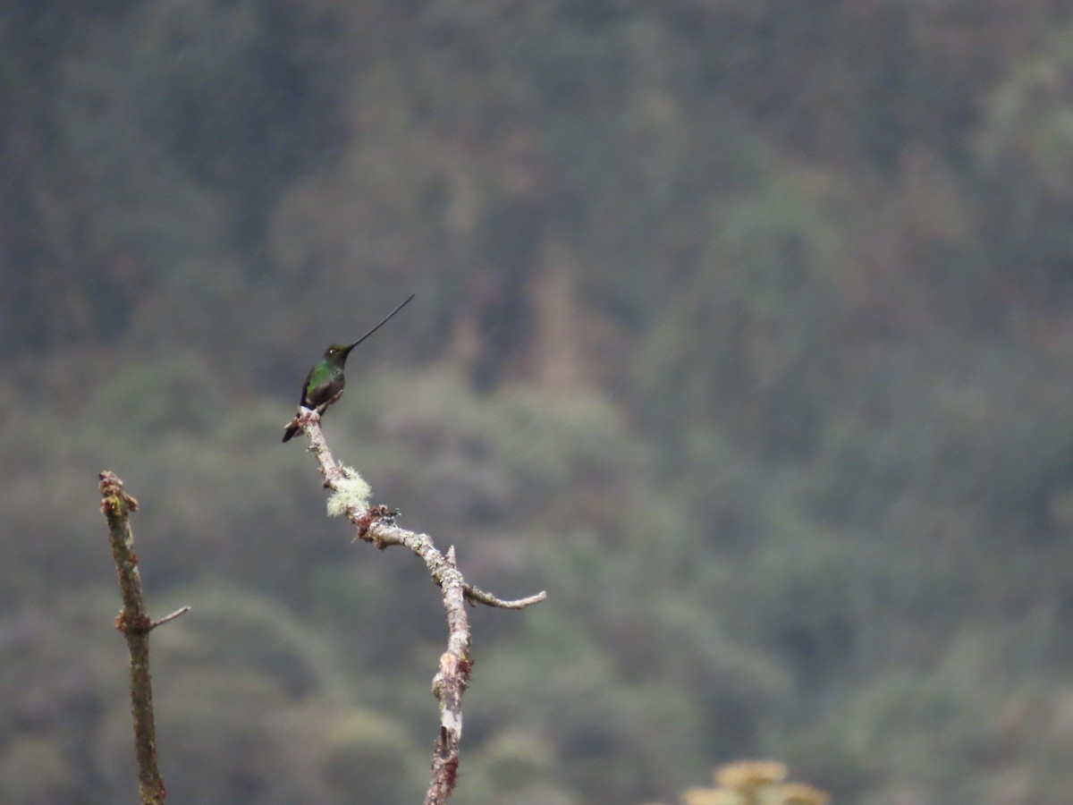 Sword-billed Hummingbird - ML637181460