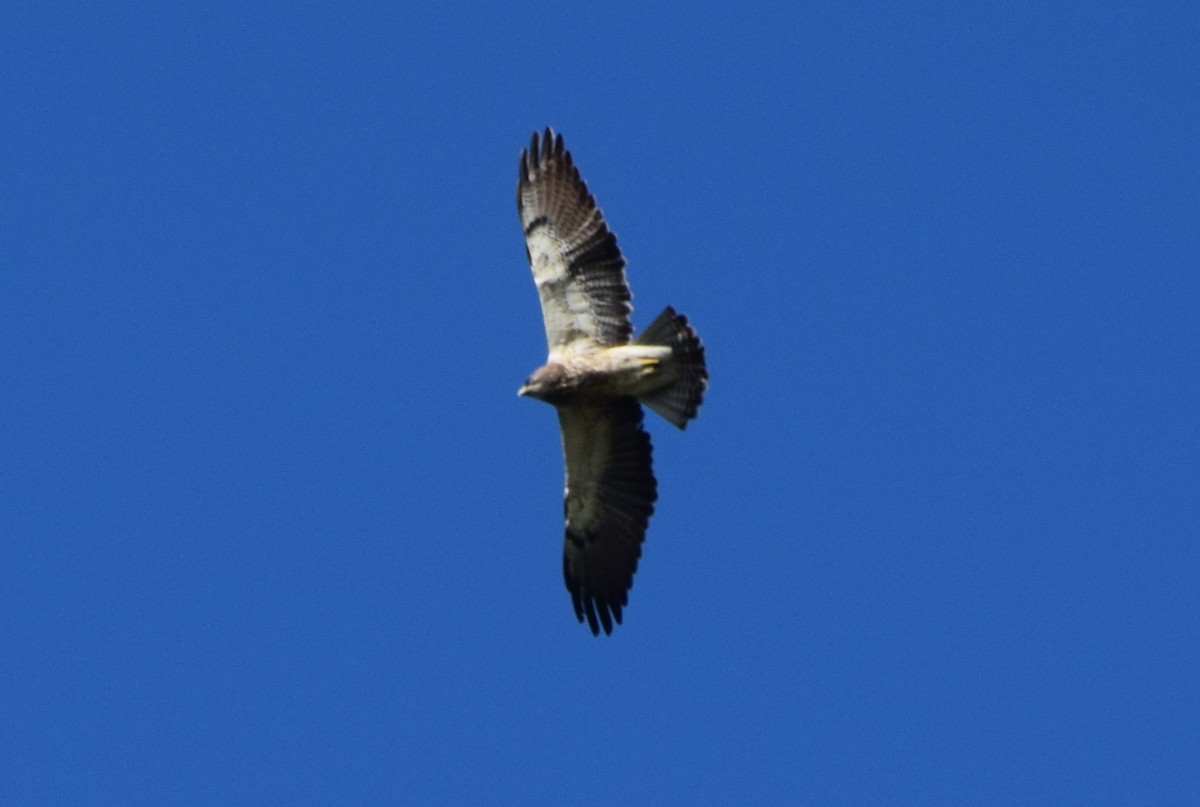 Swainson's Hawk - ML637181483
