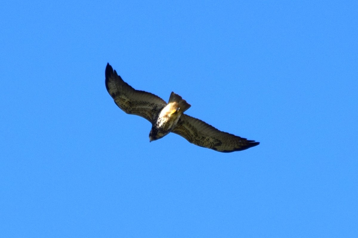 Swainson's Hawk - ML637181485
