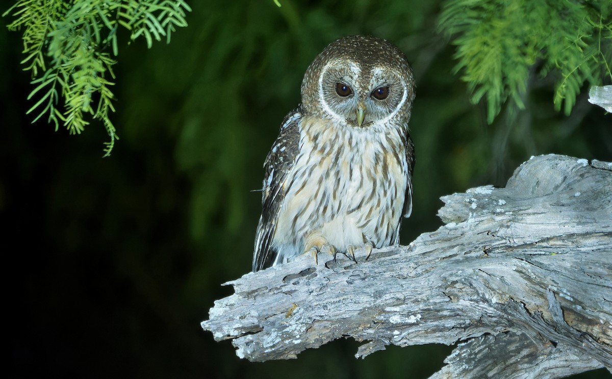 Mottled Owl - ML637181517