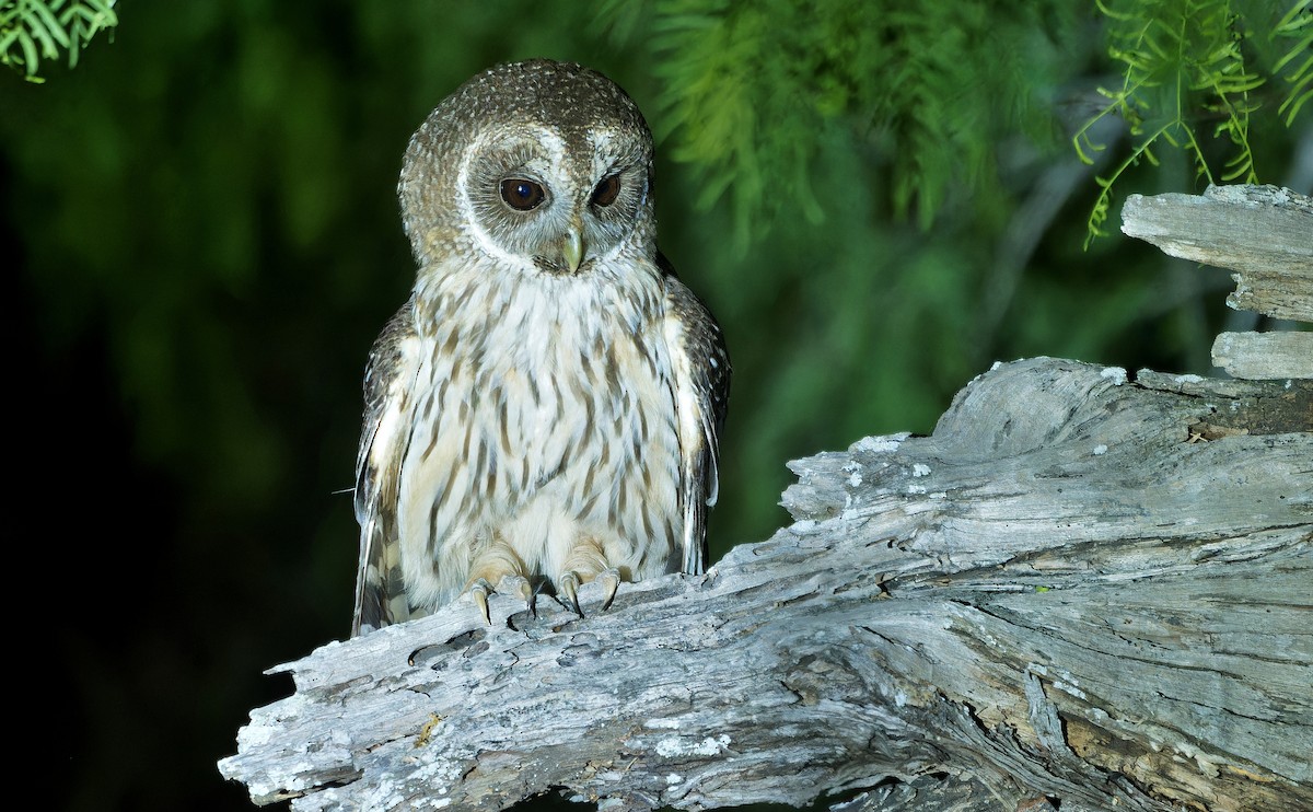 Mottled Owl - ML637181518