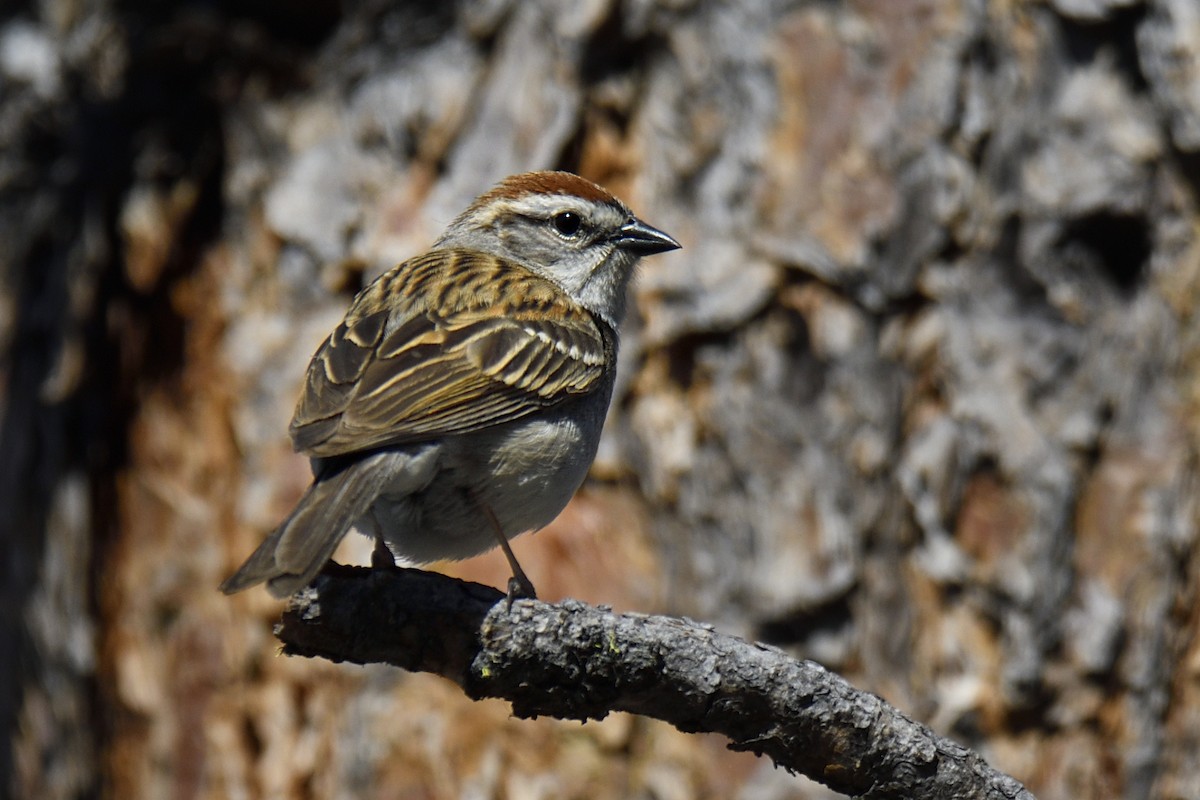 Chipping Sparrow - ML637181525
