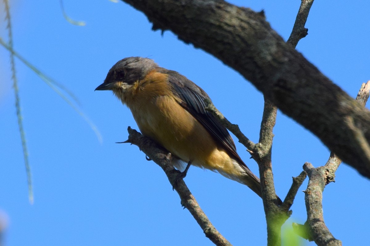Fawn-breasted Tanager - ML637181565