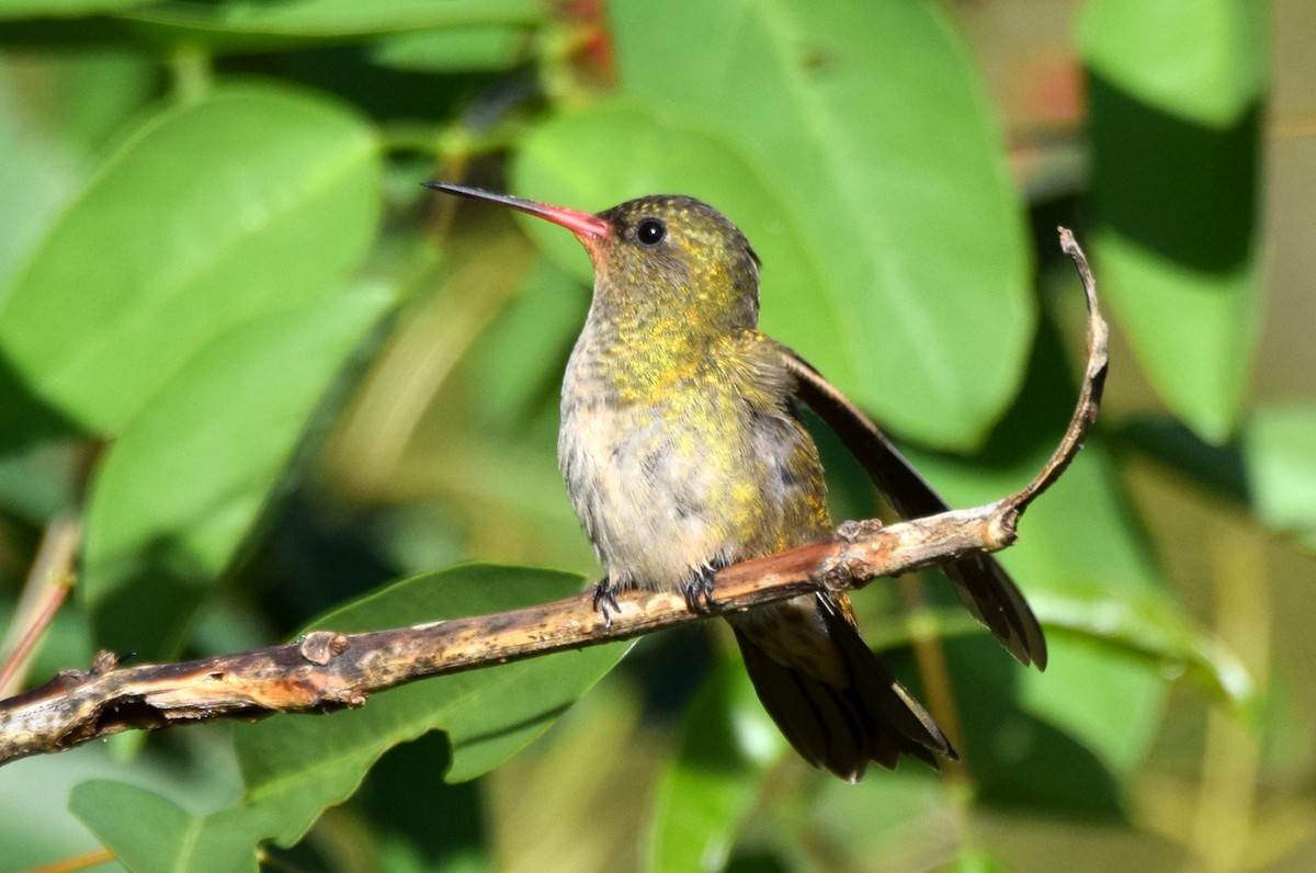 Gilded Hummingbird - ML637181573