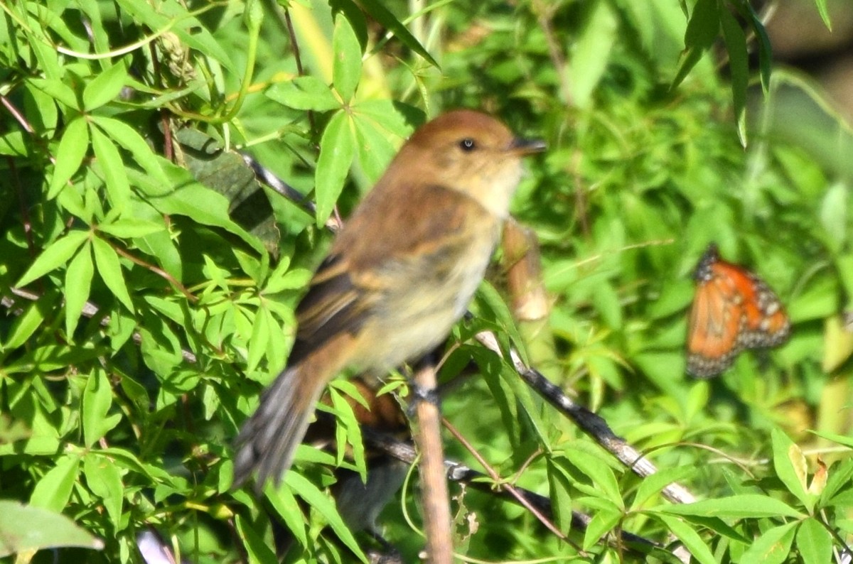 Bran-colored Flycatcher - ML637181576