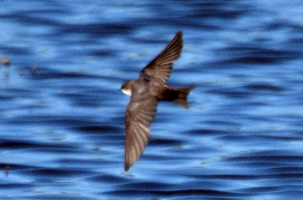 Bank Swallow - ML637181586