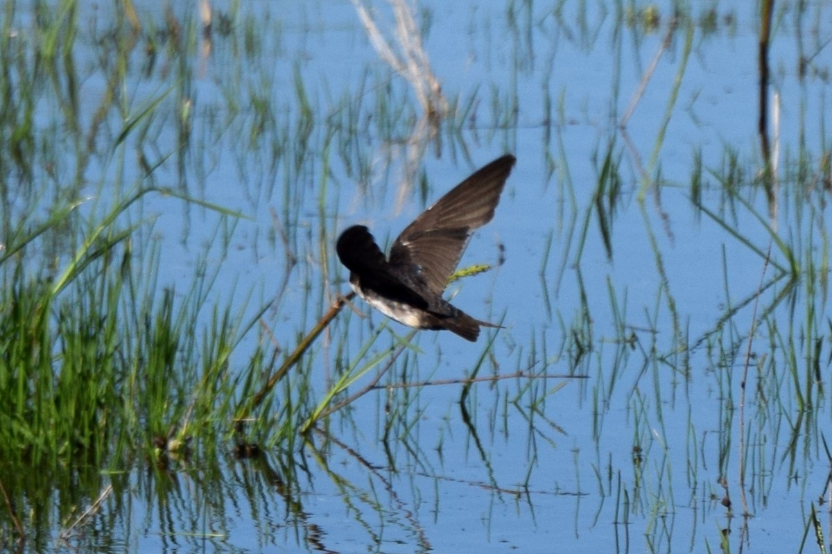 Bank Swallow - ML637181587