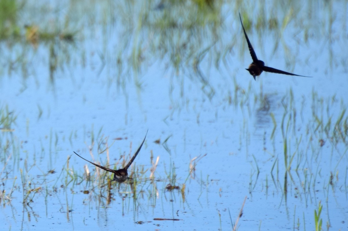 Bank Swallow - ML637181589