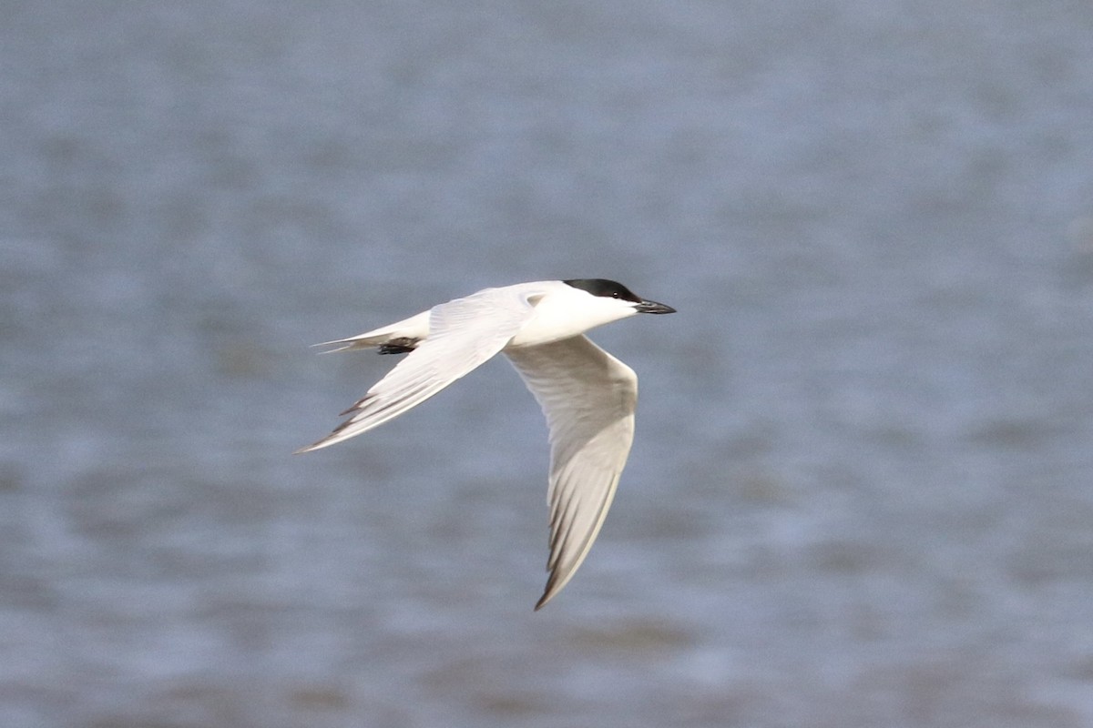 Бахим хараалай - ML637181598