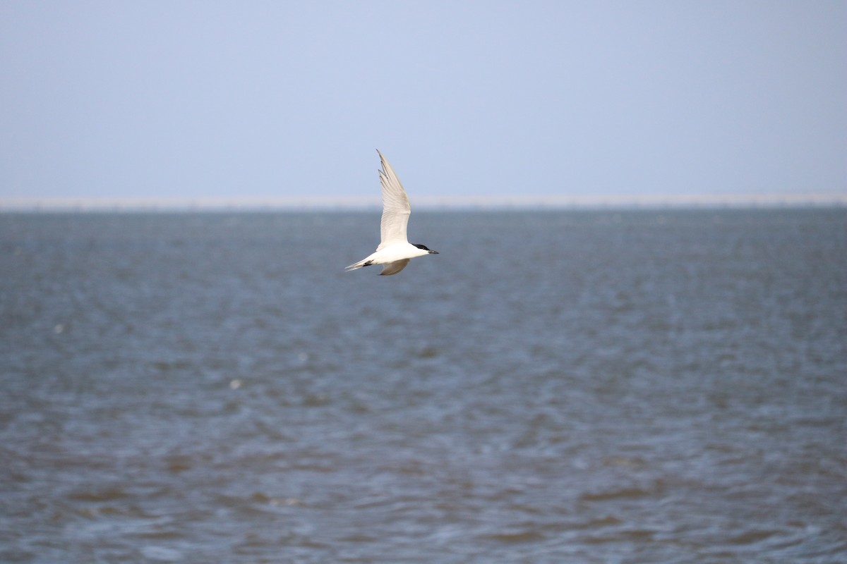 Бахим хараалай - ML637181599