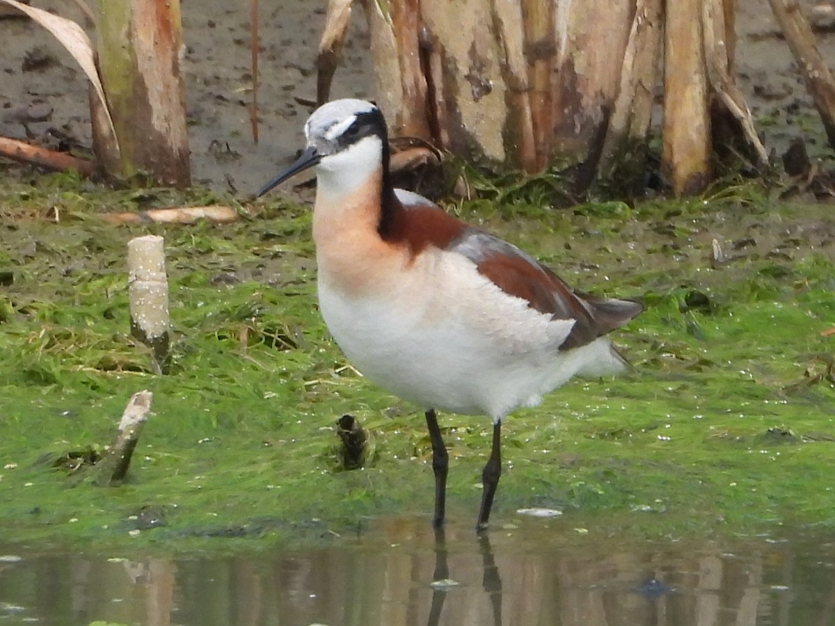 Wilson's Phalarope - ML637181607