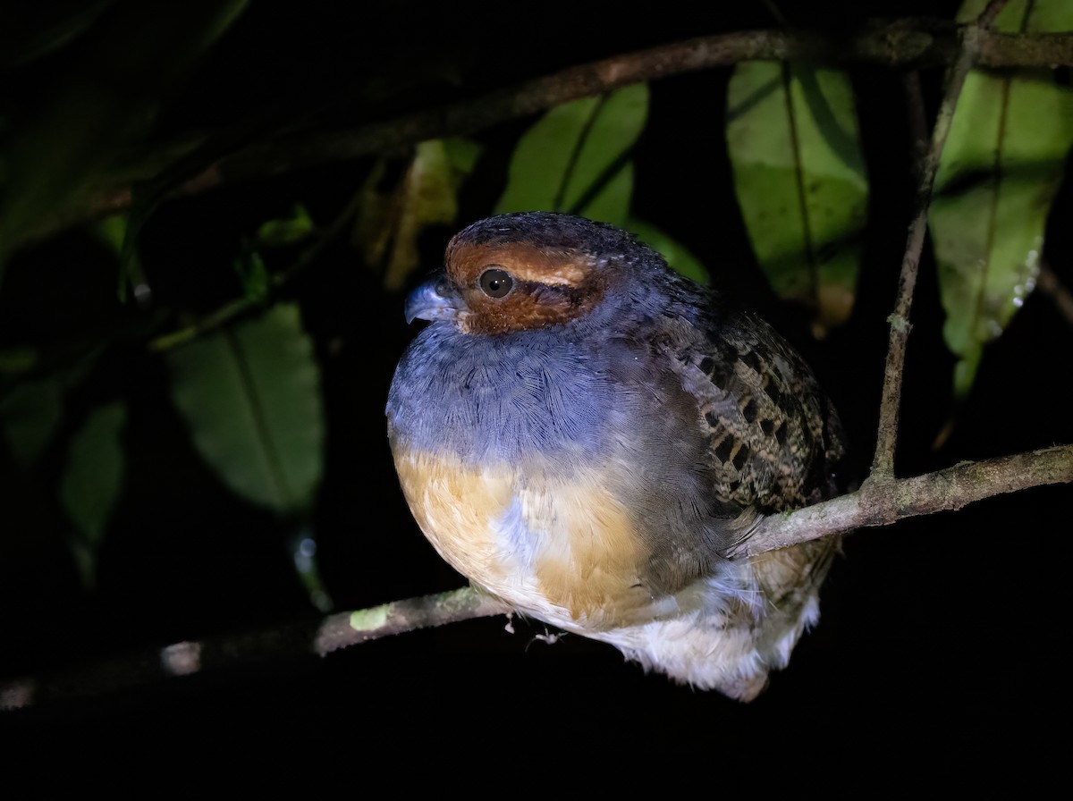 Tawny-faced Quail - ML637181693
