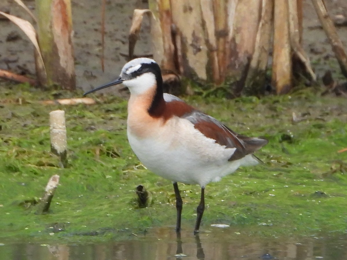Wilson's Phalarope - ML637181719