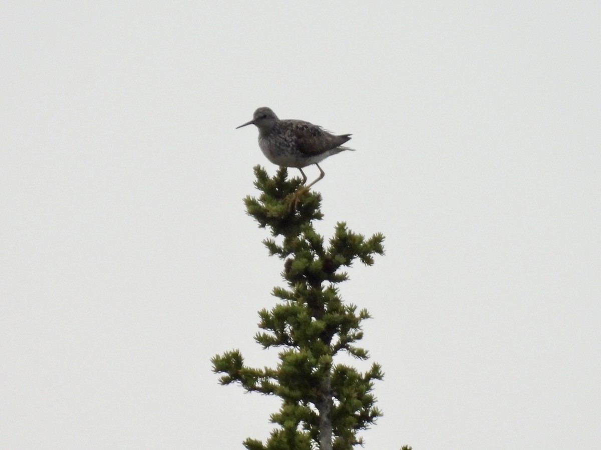 Lesser Yellowlegs - ML637181768