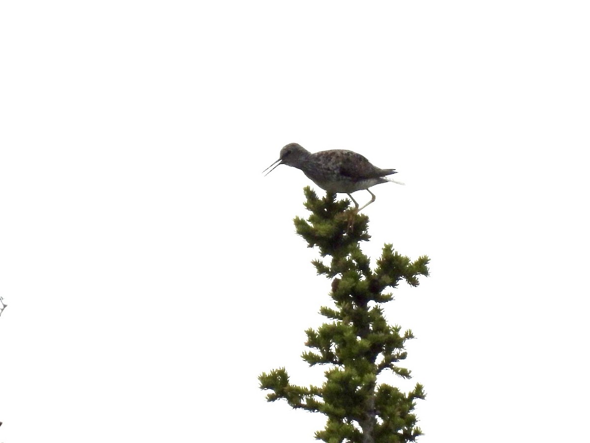 Lesser Yellowlegs - ML637181789