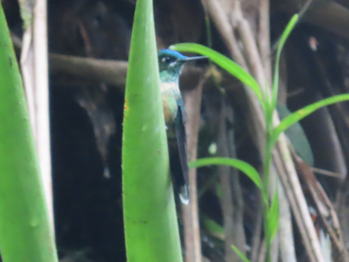 Geoffroy's Daggerbill - ML637181793
