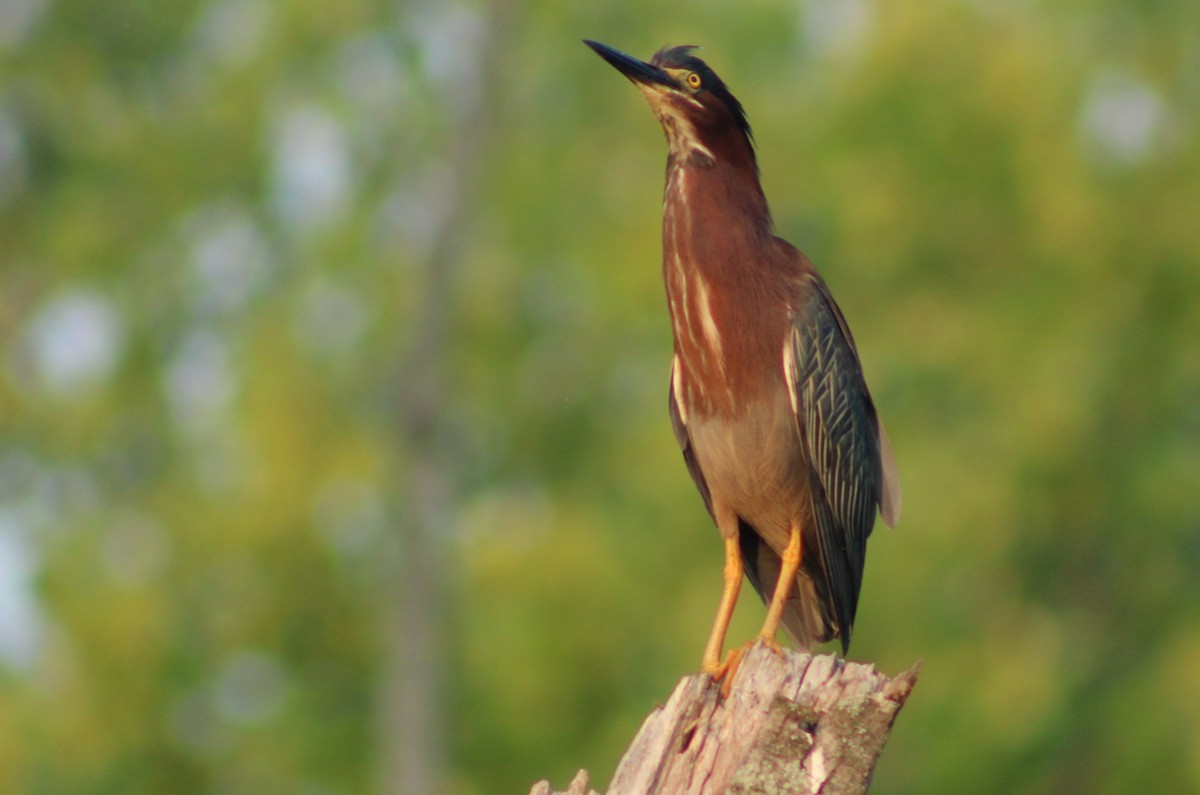 Green Heron - ML637181841
