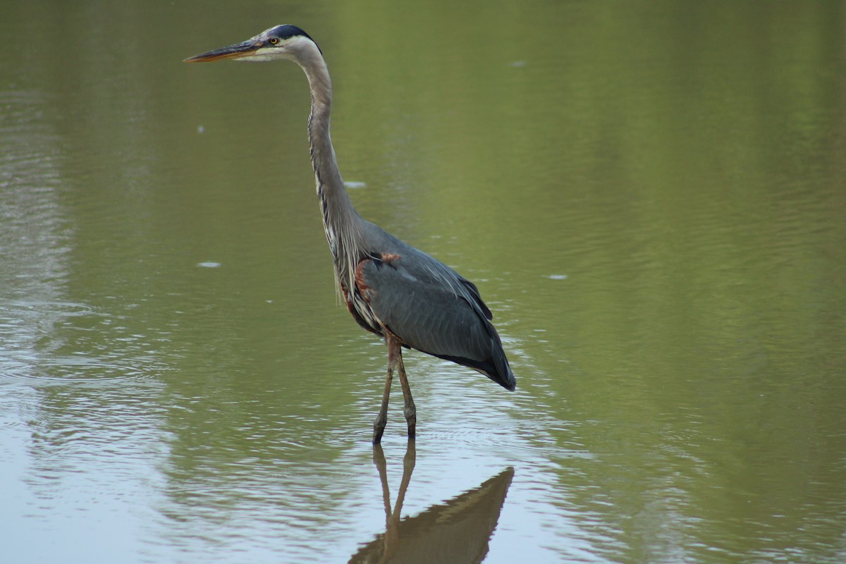 Great Blue Heron - ML637181848
