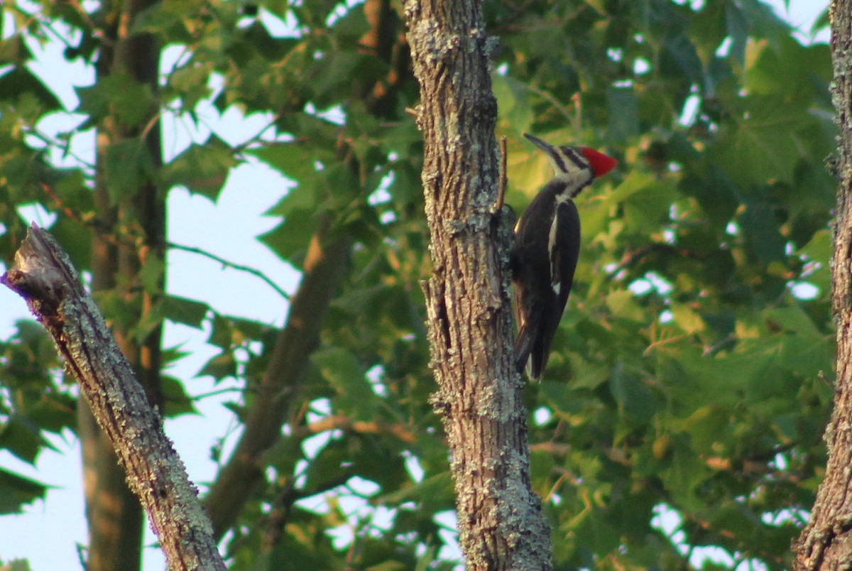 Pileated Woodpecker - ML637181861