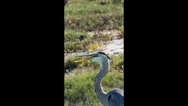 Great Blue Heron - ML637181899