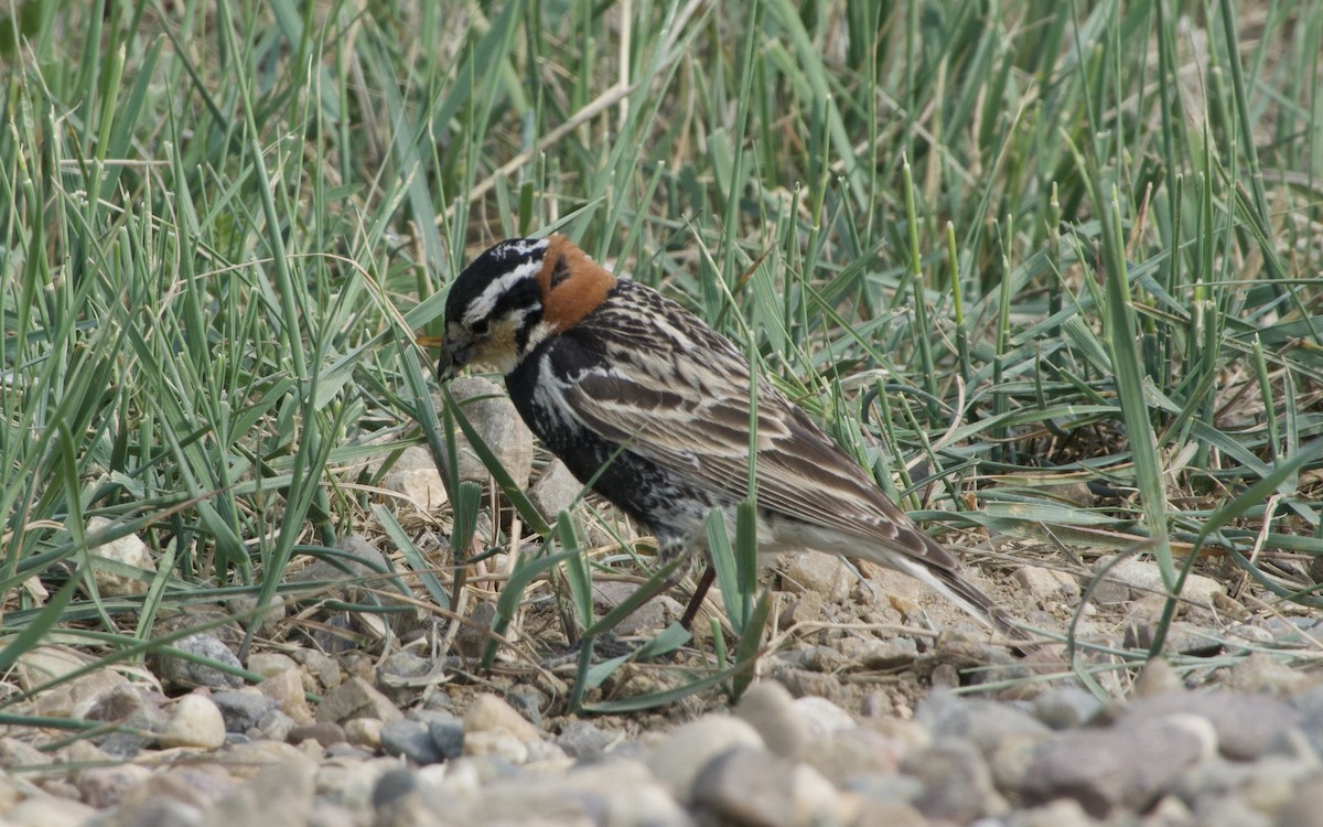 Chestnut-collared Longspur - ML637182007