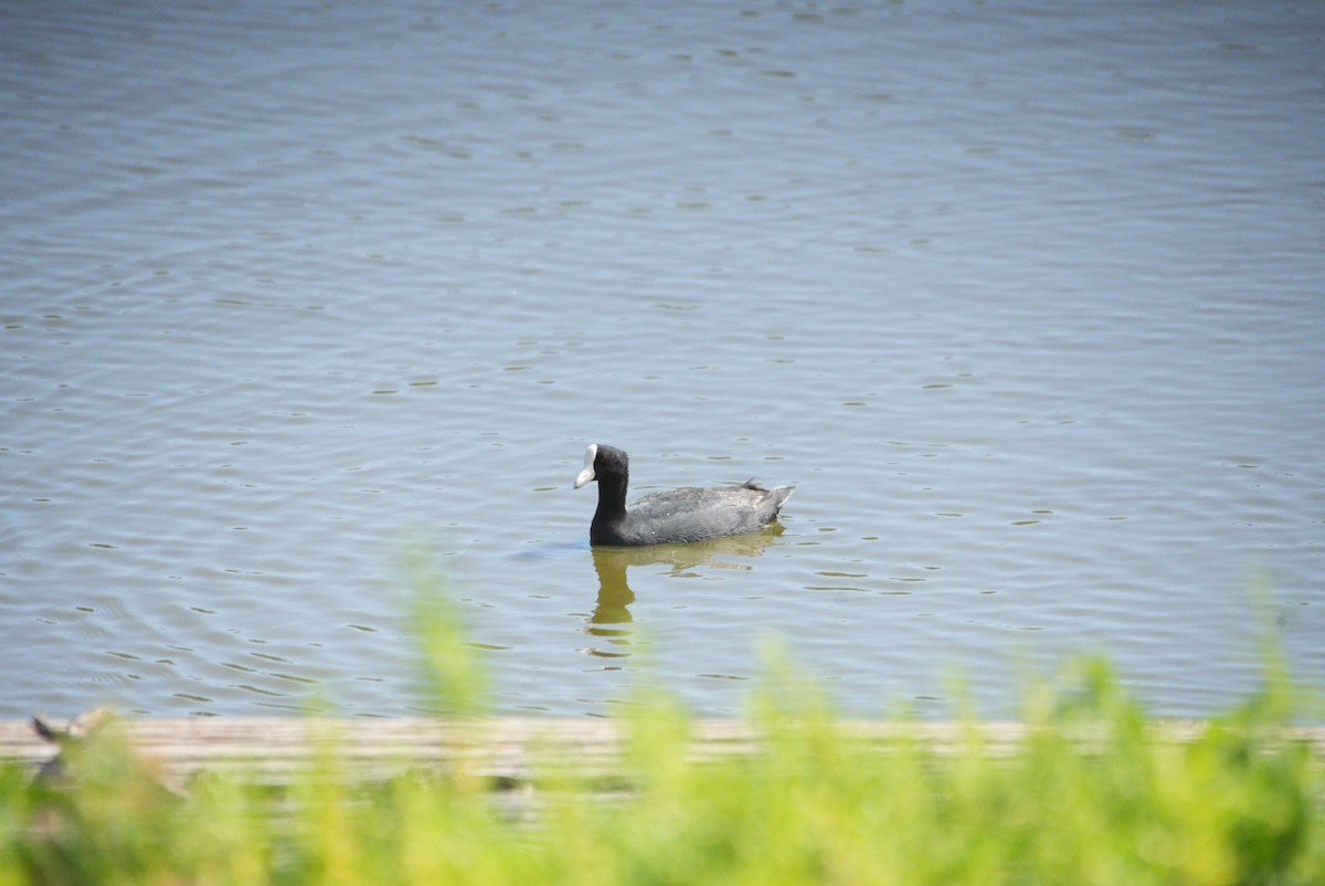 Hawaiian Coot - ML637182030
