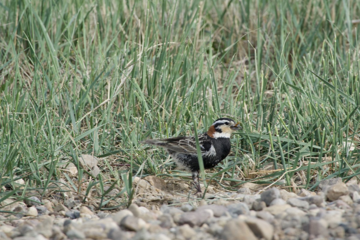 Chestnut-collared Longspur - ML637182060