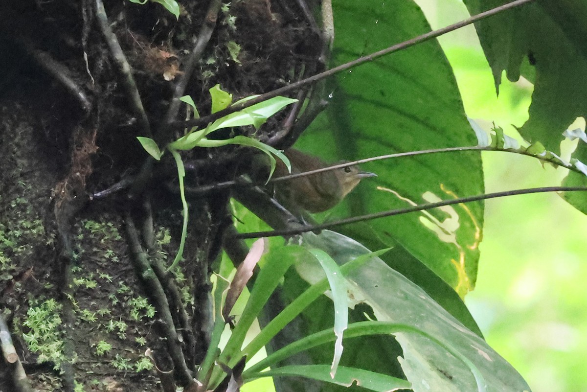 Slaty Antwren - ML637182090