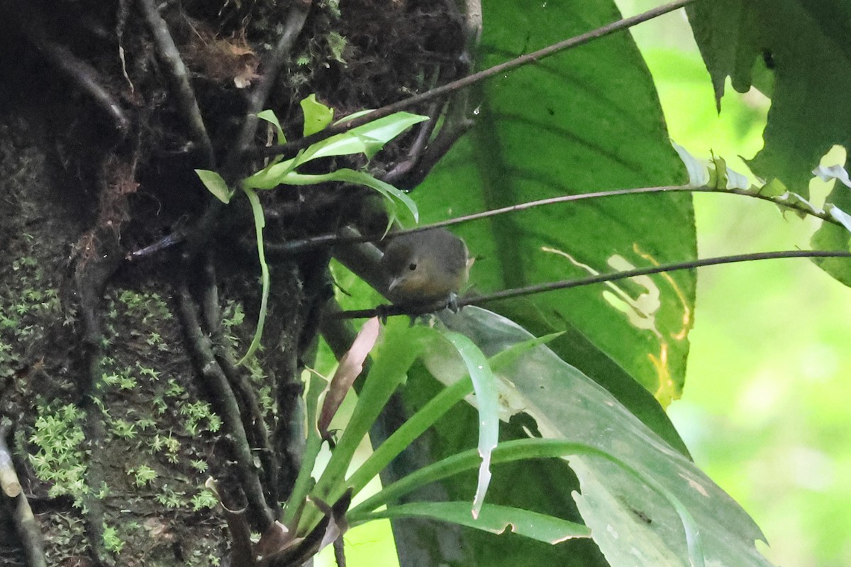 Slaty Antwren - ML637182092
