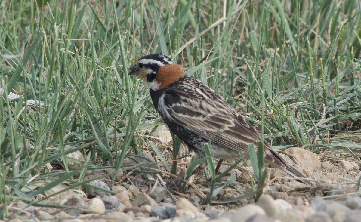 Chestnut-collared Longspur - ML637182096