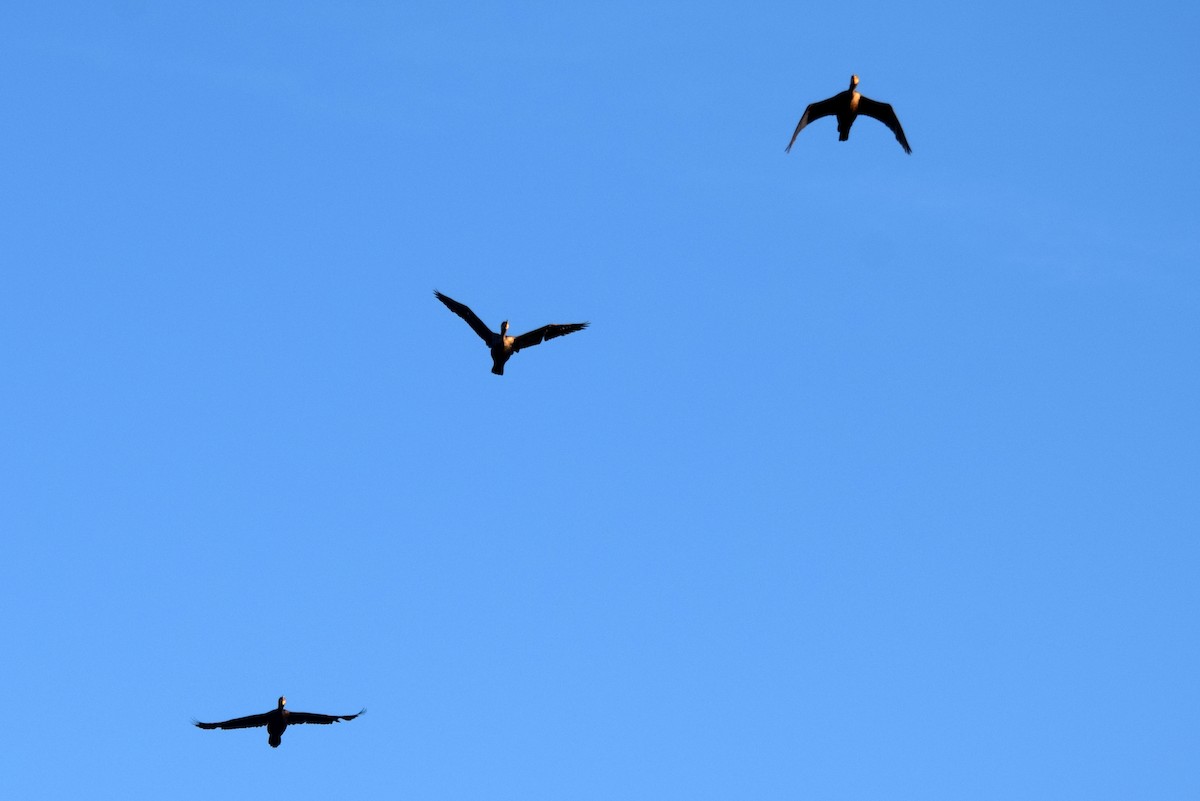 Neotropic Cormorant - ML637182191