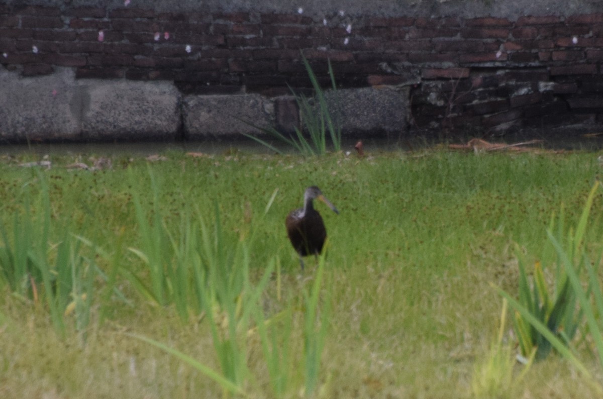 Limpkin - ML637182195