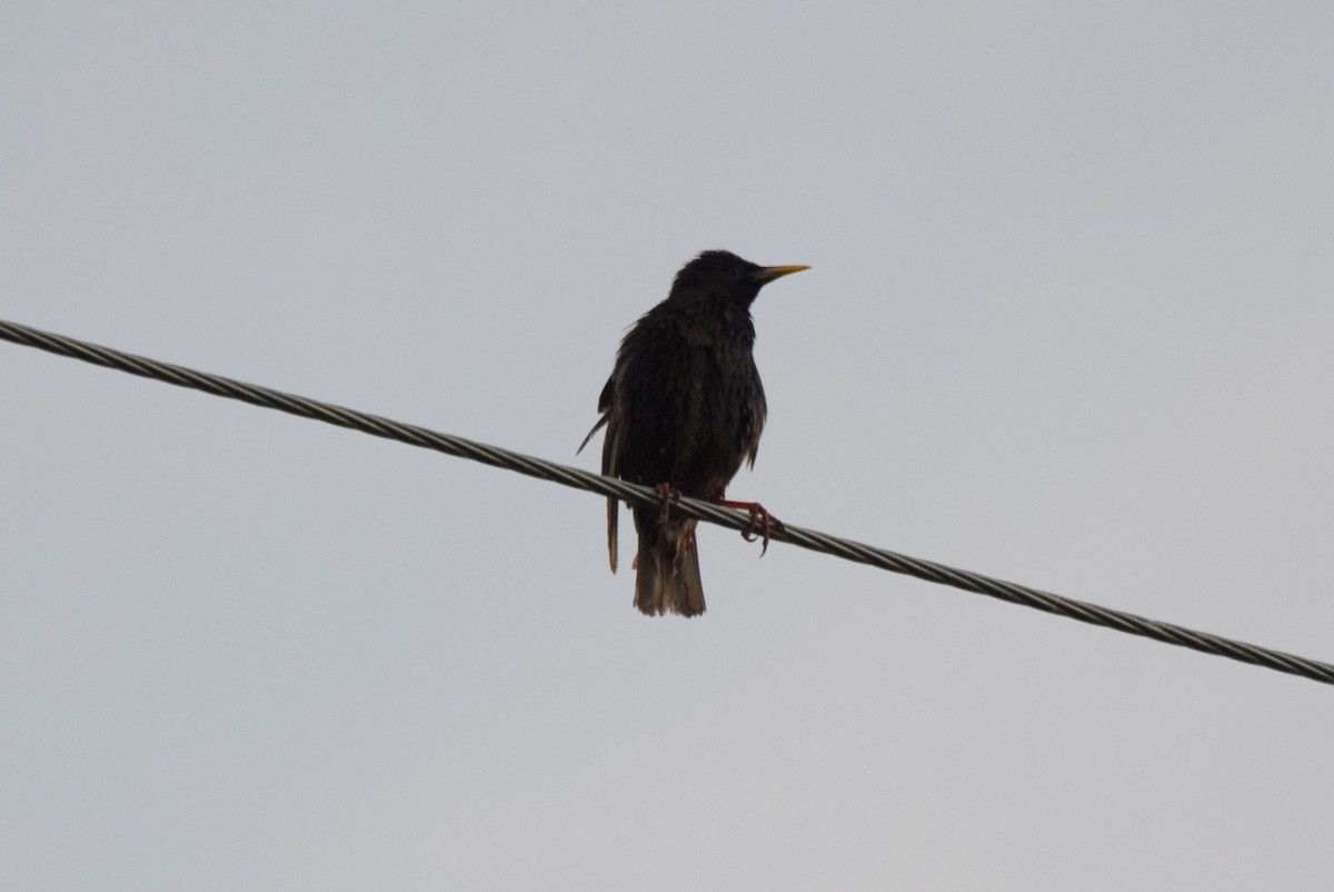 European Starling - ML637182210